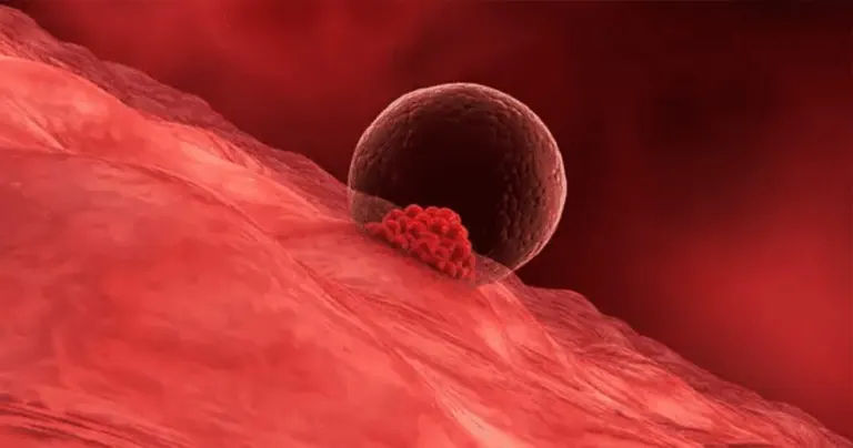 Illustratie van een vroeg embryo dat zich hecht aan het baarmoederslijmvlies